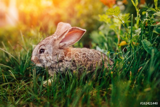 Image de Little rabbit on the grass farm of pets Sunset